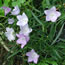 Campanula rotundifolia Olympica